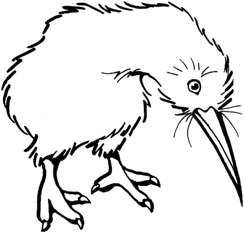 Kiwi Bird  Coloring Page